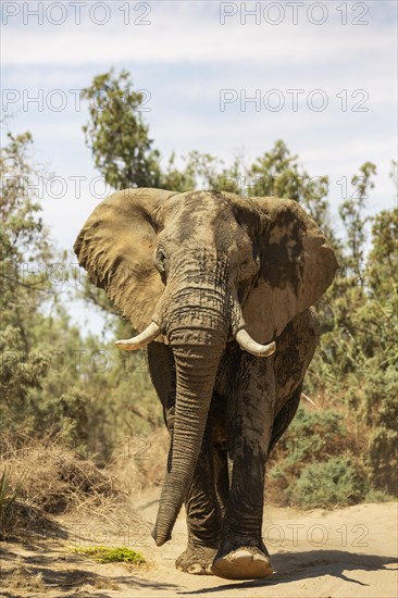 African Elephant