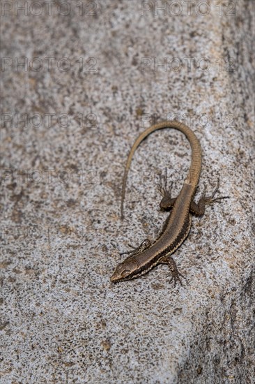 Madeira lizard or madeiran wall lizard