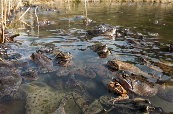 Common frog