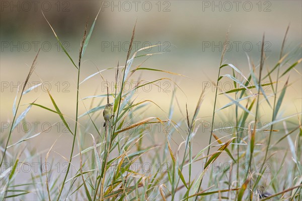 Willow warbler