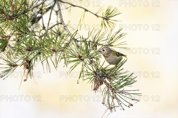 Goldcrest