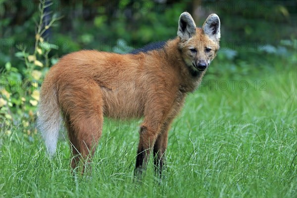 Maned wolf