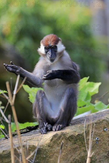 Collared mangabey