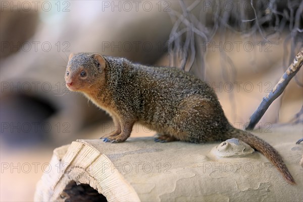 Dwarf mongoose