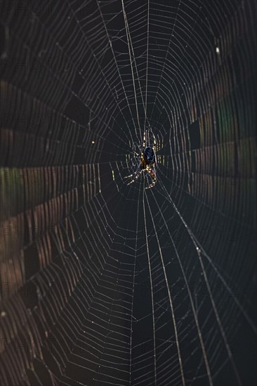 European garden spider