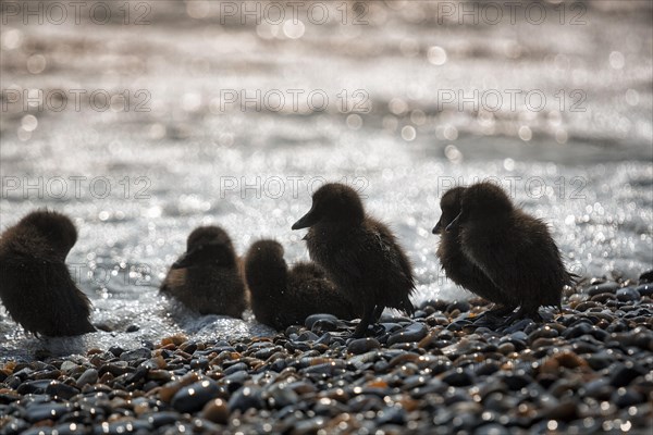 Several common eiders