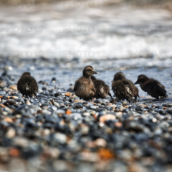 Several common eiders