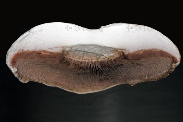 Close-up of the brown lamellae of a halved horse mushroom