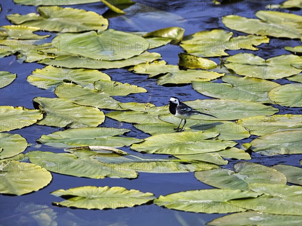 White wagtail