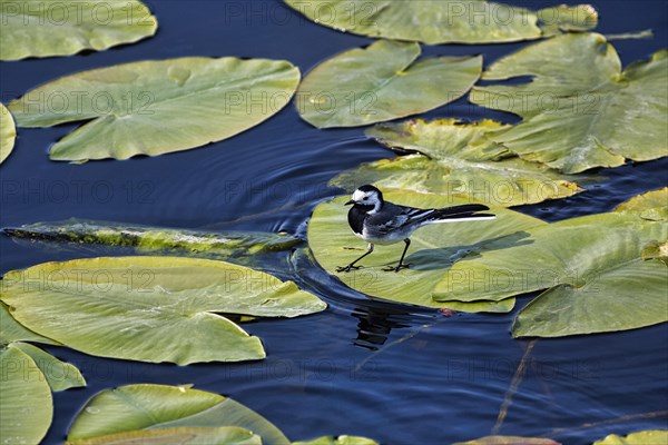 White wagtail