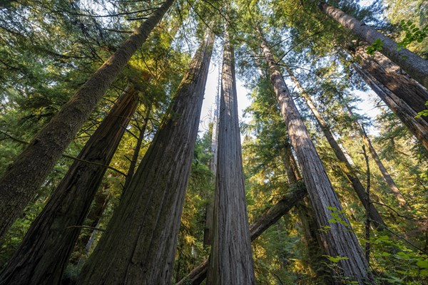 Coastal sequoia trees