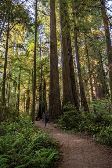 Hiker on trail through forest with coast redwoods