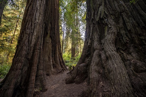 Trunks of two redwoods