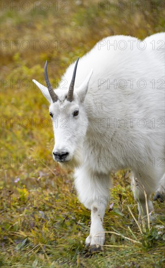 Mountain goat