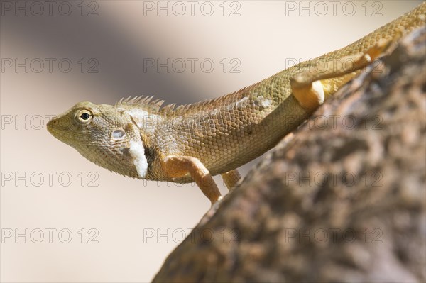 Oriental garden lizard