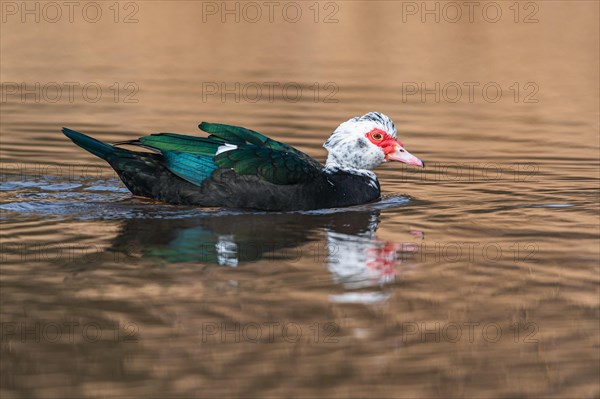 Muscovy Duck