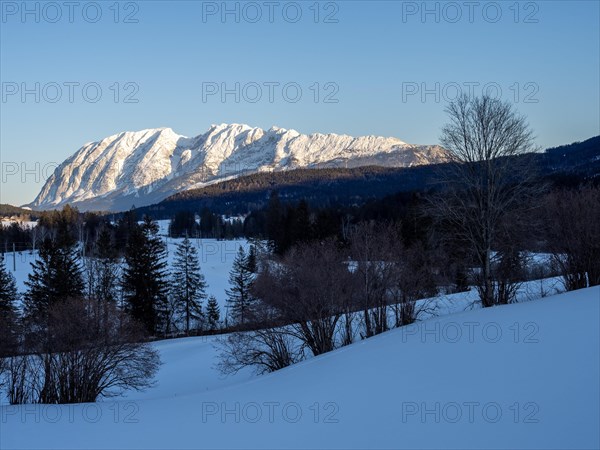 Trees in winter landscape