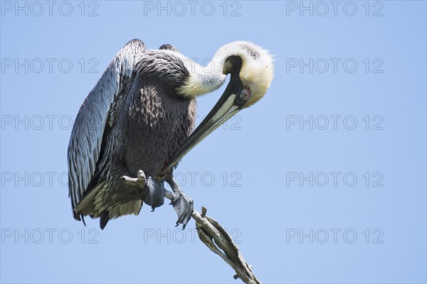 Brown pelican