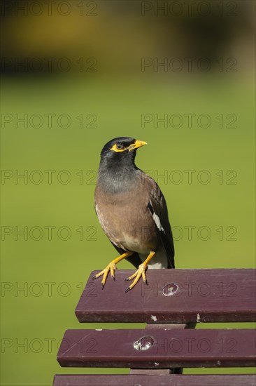 Common myna