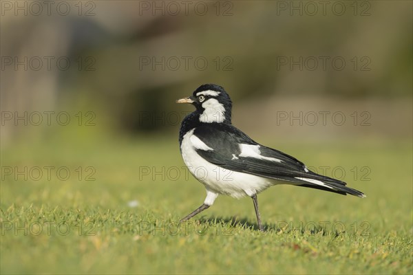 Magpie-lark