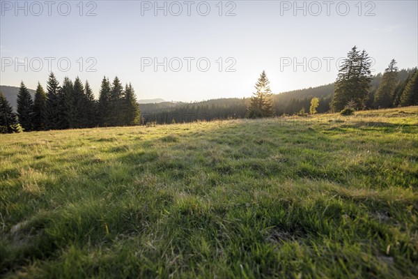 Meadow in the forest at sunrise in Todtnauberg
