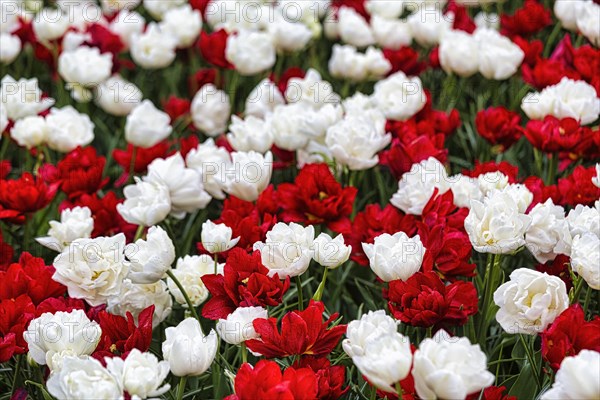 Red and white tulips