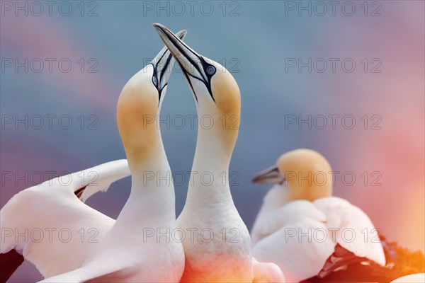 Northern gannet