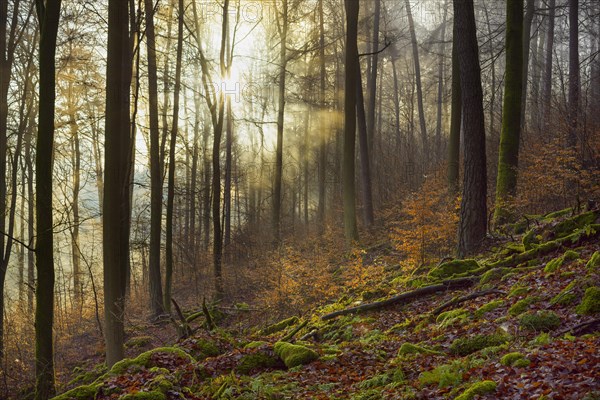 Mountain Forest at Sunrise with Morning Haze