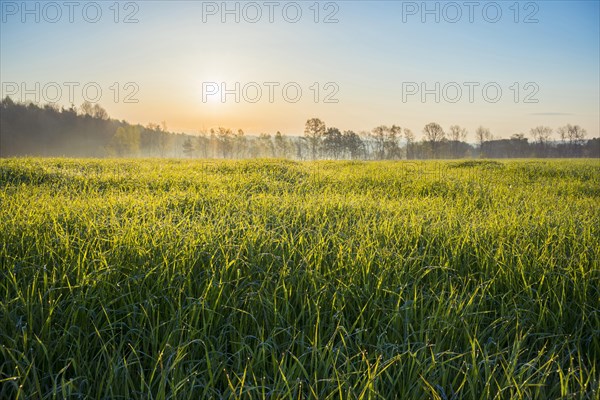 Grainfield at sunrise in spring