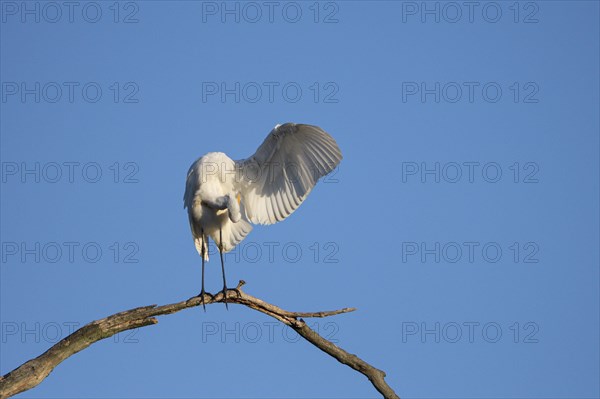 Great egret