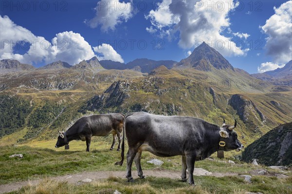 Alpine pasture farming