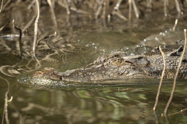 Saltwater crocodile