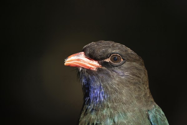 Oriental dollarbird