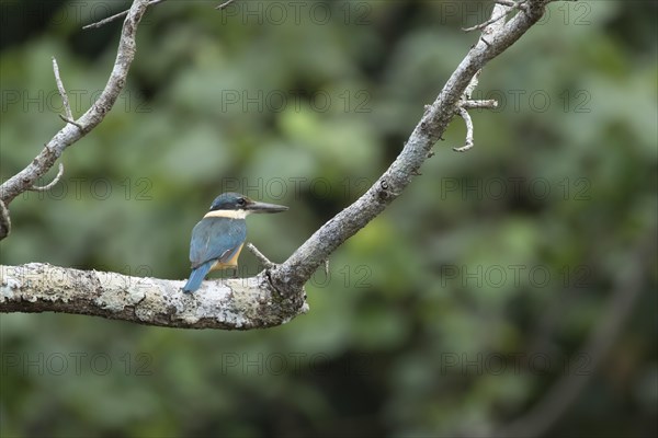 Forest kingfisher