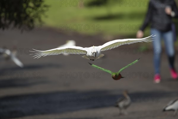 Sulphur-crested cockatoo