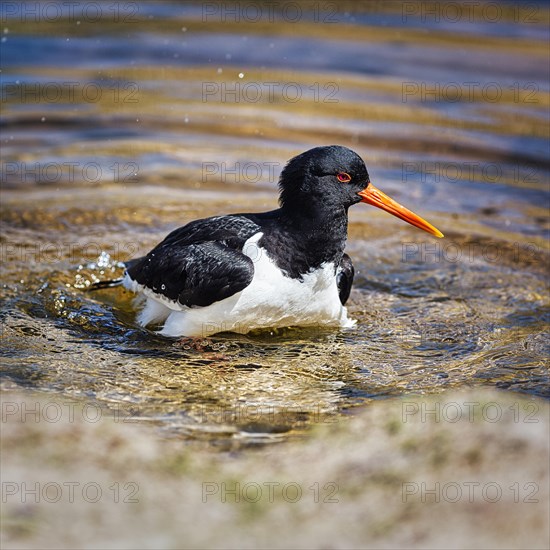 Eurasian oystercatcher