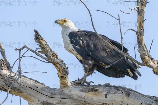 African fish eagle