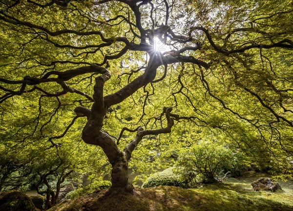 Downy japanese maple