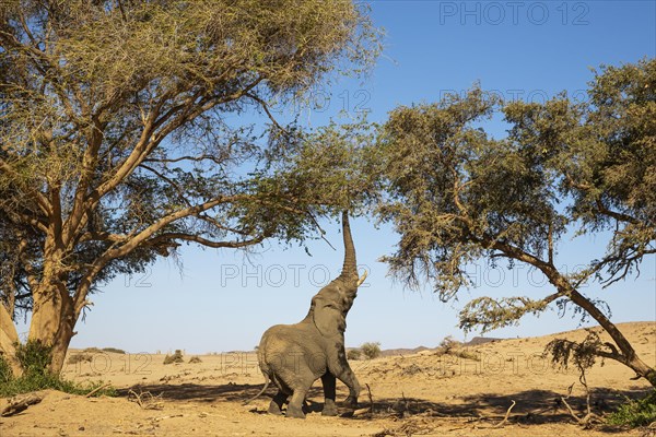 African Elephant