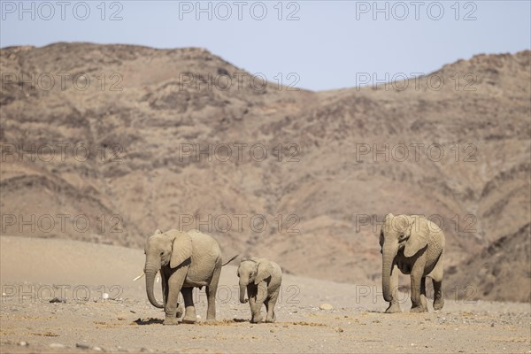 African Elephant