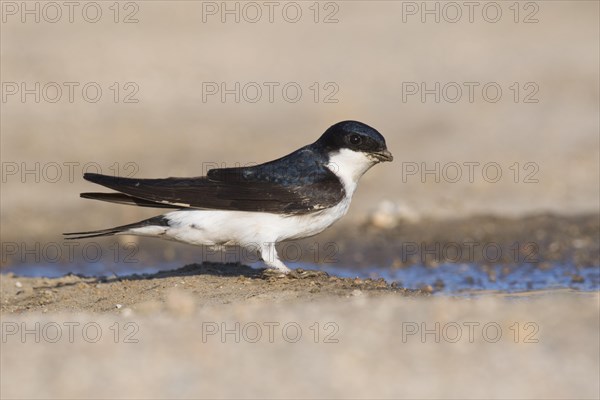 Common house martin