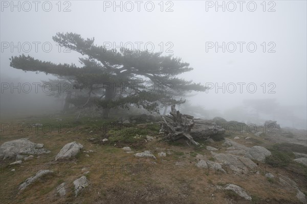 European black pines