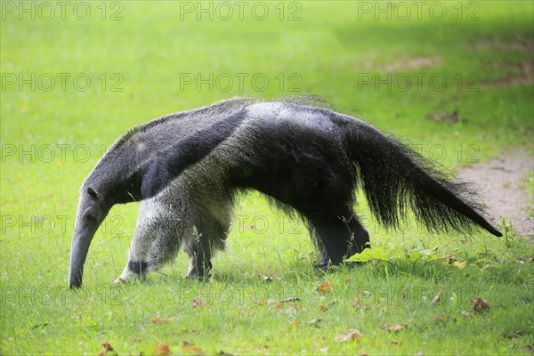 Giant anteater