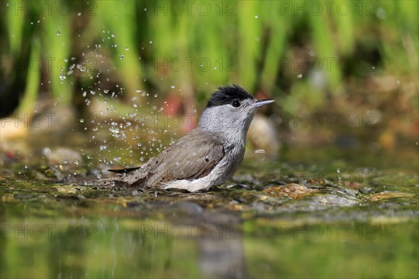 Blackcap