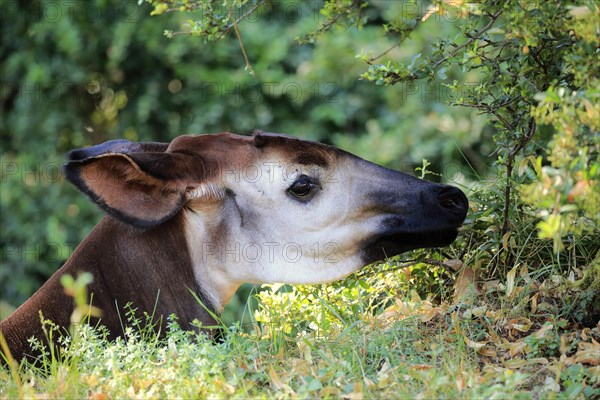 Okapi