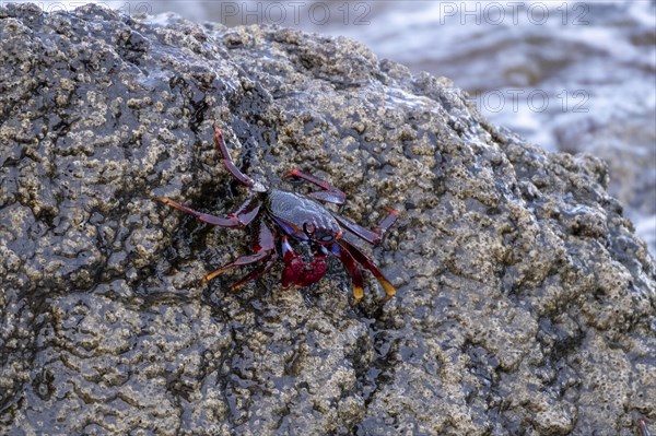 Red rock crab