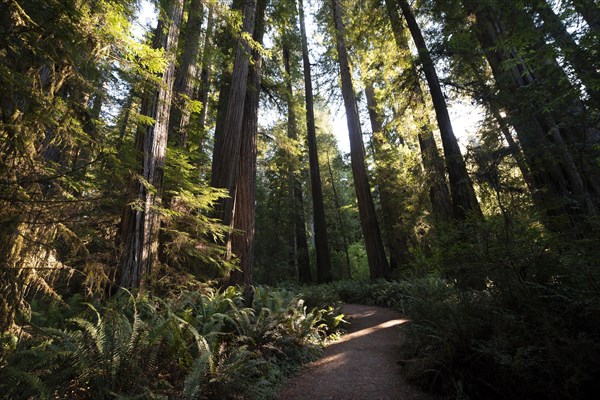 Hiking trail through forest with coastal sequoia trees