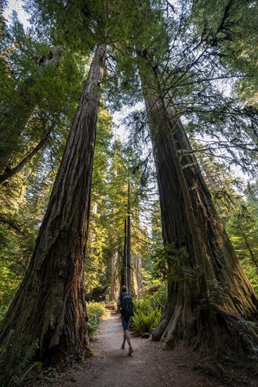 Young man on a hiking trail through forest with coast redwoods