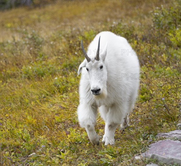 Mountain goat