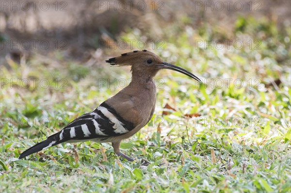 Hoopoe